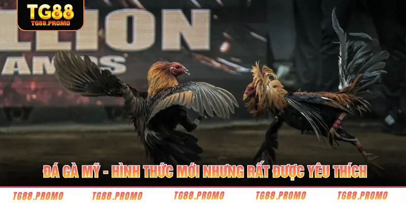 Đá gà Mỹ - Hình thức mới nhưng rất được yêu thích